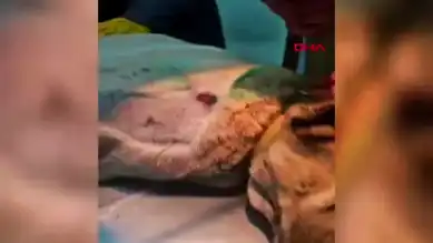 Bünyan'da Sokak Köpeği Vuruldu