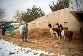 Kayseri Hayvanat Bahçesi'ni 375 Bin Kişi Ziyaret Etti