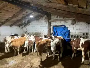 Kayseri'de Büyükbaş Hayvan Hırsızlığı: 4 Gözaltı