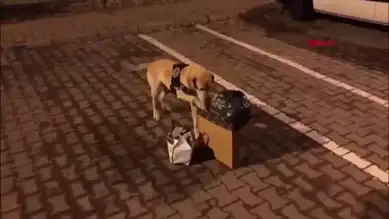 Kayseri'de Büyük Narkotik Operasyonu: 592 Gram Skunk Ele Geçirildi