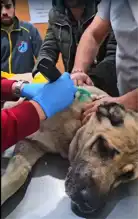 Kayseri Bünyan'da Sokak Köpeği Vuruldu