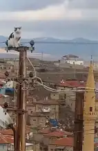 Yeşilhisar'da Elektrik Direğinde Mahsur Kalan Kedi Kurtarıldı