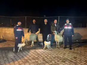 Kayseri'de Küçükbaş Hayvan Hırsızlığı: 3 Tutuklama