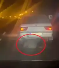Ölü Hayvanı Sürüklemekten Gözaltı