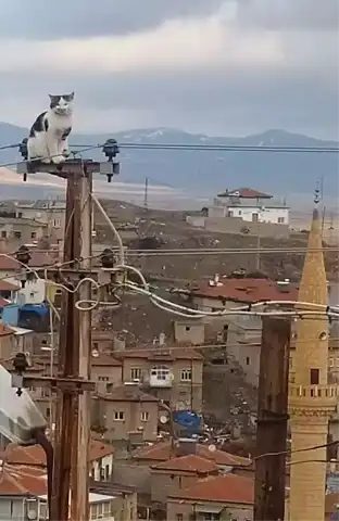 Yeşilhisar'da Elektrik Direğinde Mahsur Kalan Kedi Kurtarıldı
