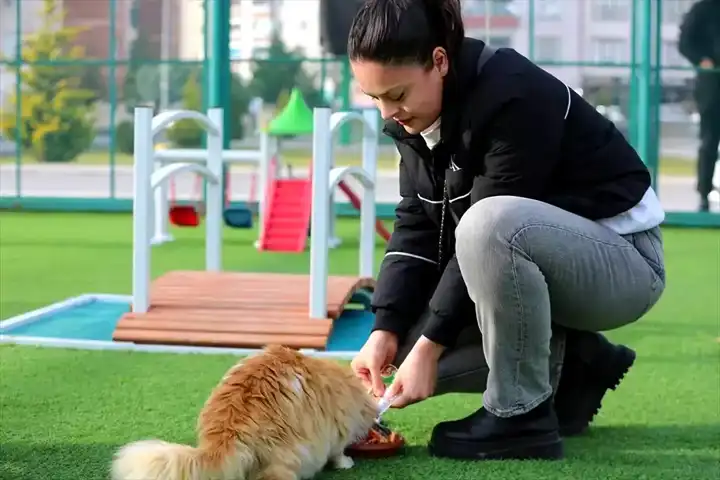Kayseri'deki Kedi Kasabası 42 Bin Ziyaretçisiyle Başarıya Ulaştı